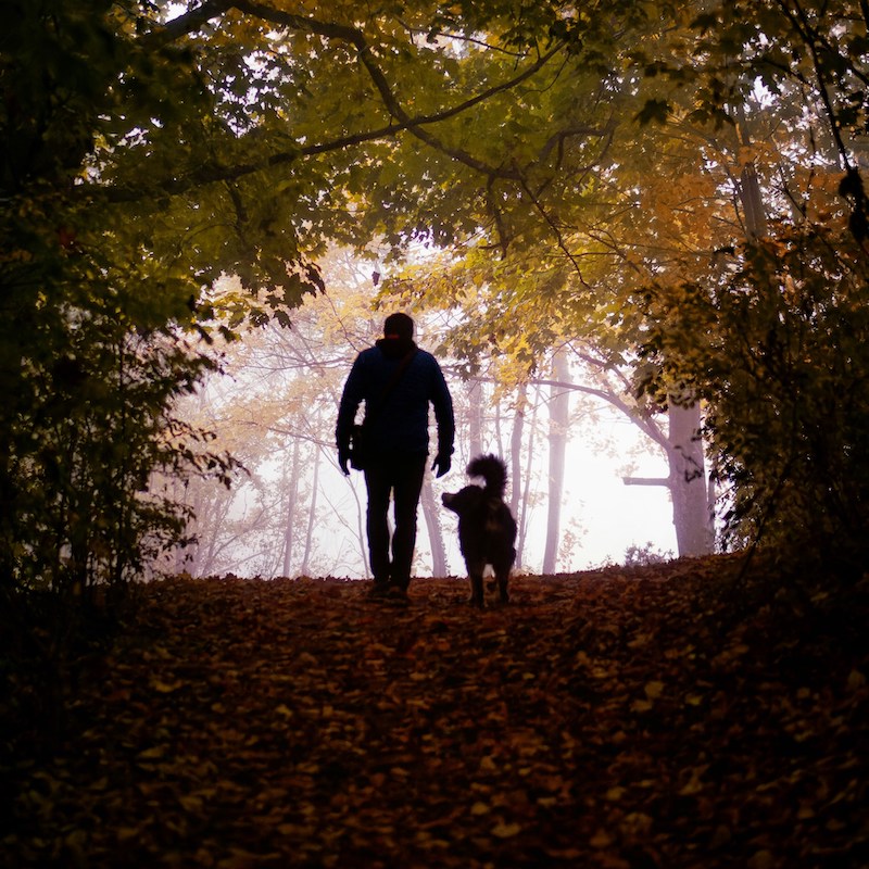 Man and dog walking on path in fall leaved forest