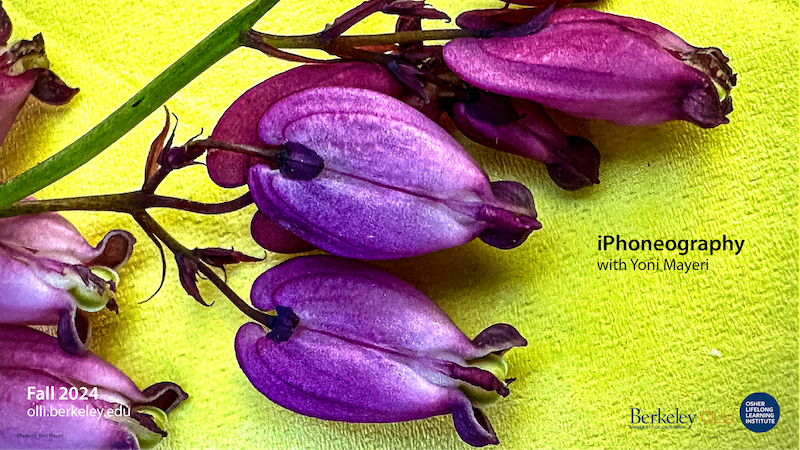 "Stunning photo of purple flower against lime colored background"