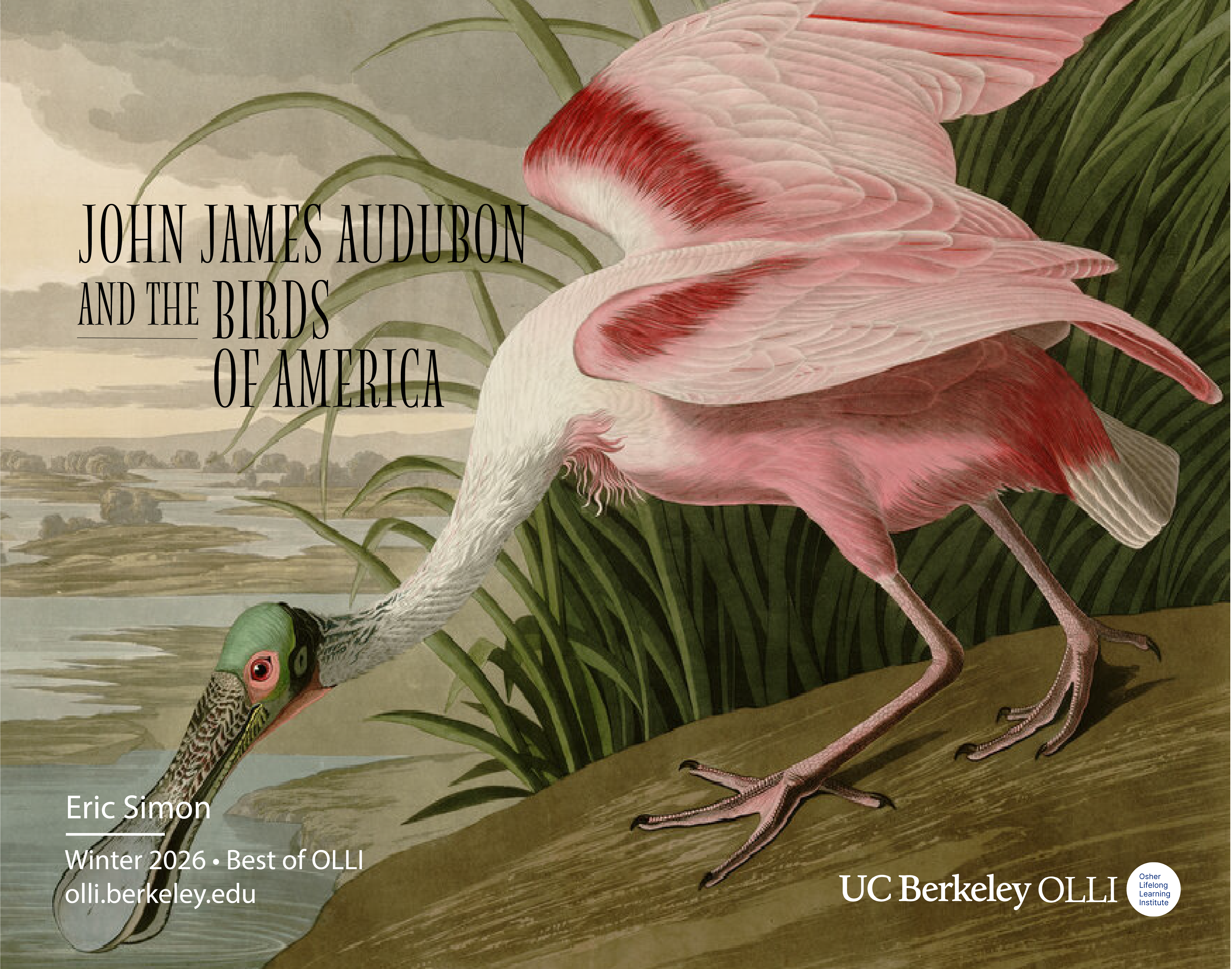 One of Audubon's drawings of a pink bird