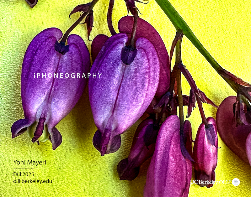 Stunning closeup of purple bleeding heart flowers against a vibrant chartruese background