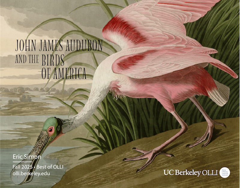 A portion of one of Audubon's famous drawings