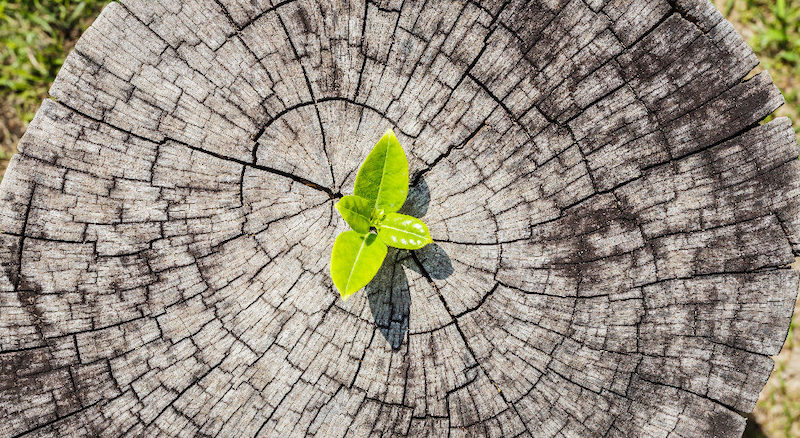 Photo of leaf in cut tree trunk